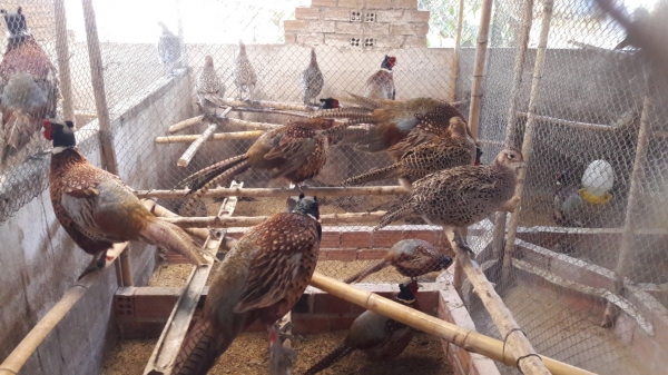 Hướng dẫn quy trình vệ sinh chuồng trại cho chim trĩ - Gà Thả Vườn